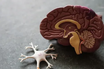 Proteína y Sistema Inmune: Esencial para Defensas