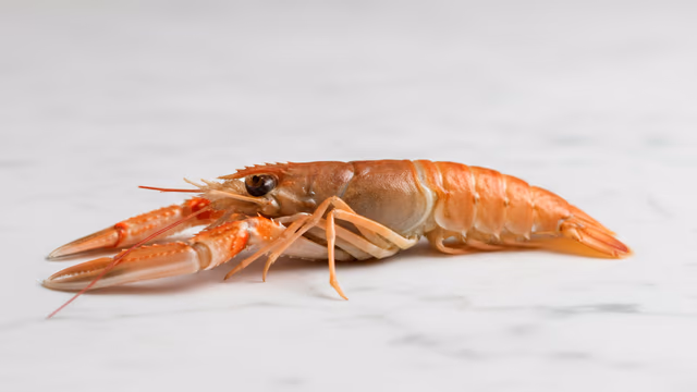 Langostino