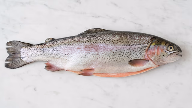 Trucha arcoíris